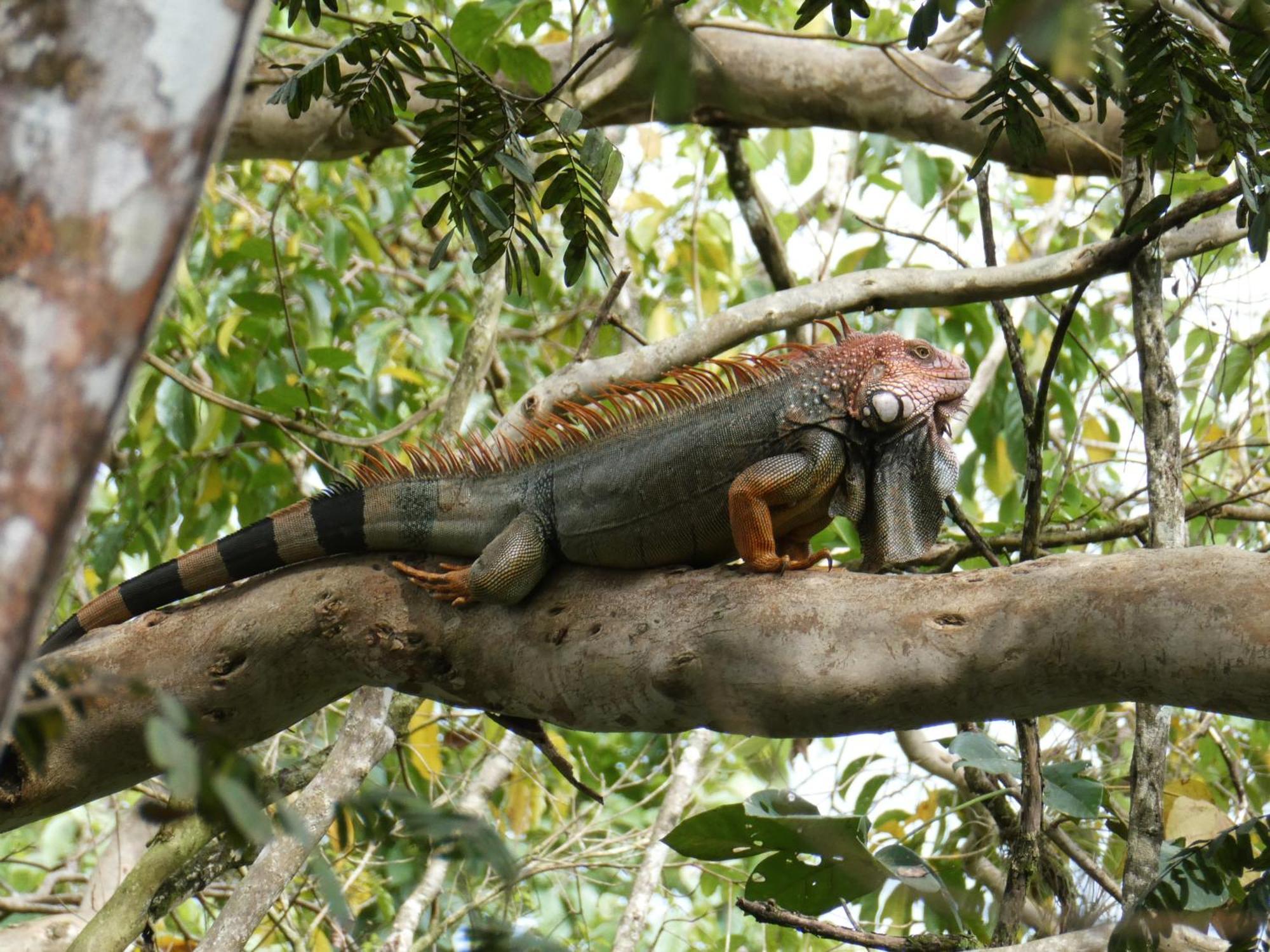 San Francisco de Coyote Alouatta Playa Coyote 호스텔 외부 사진