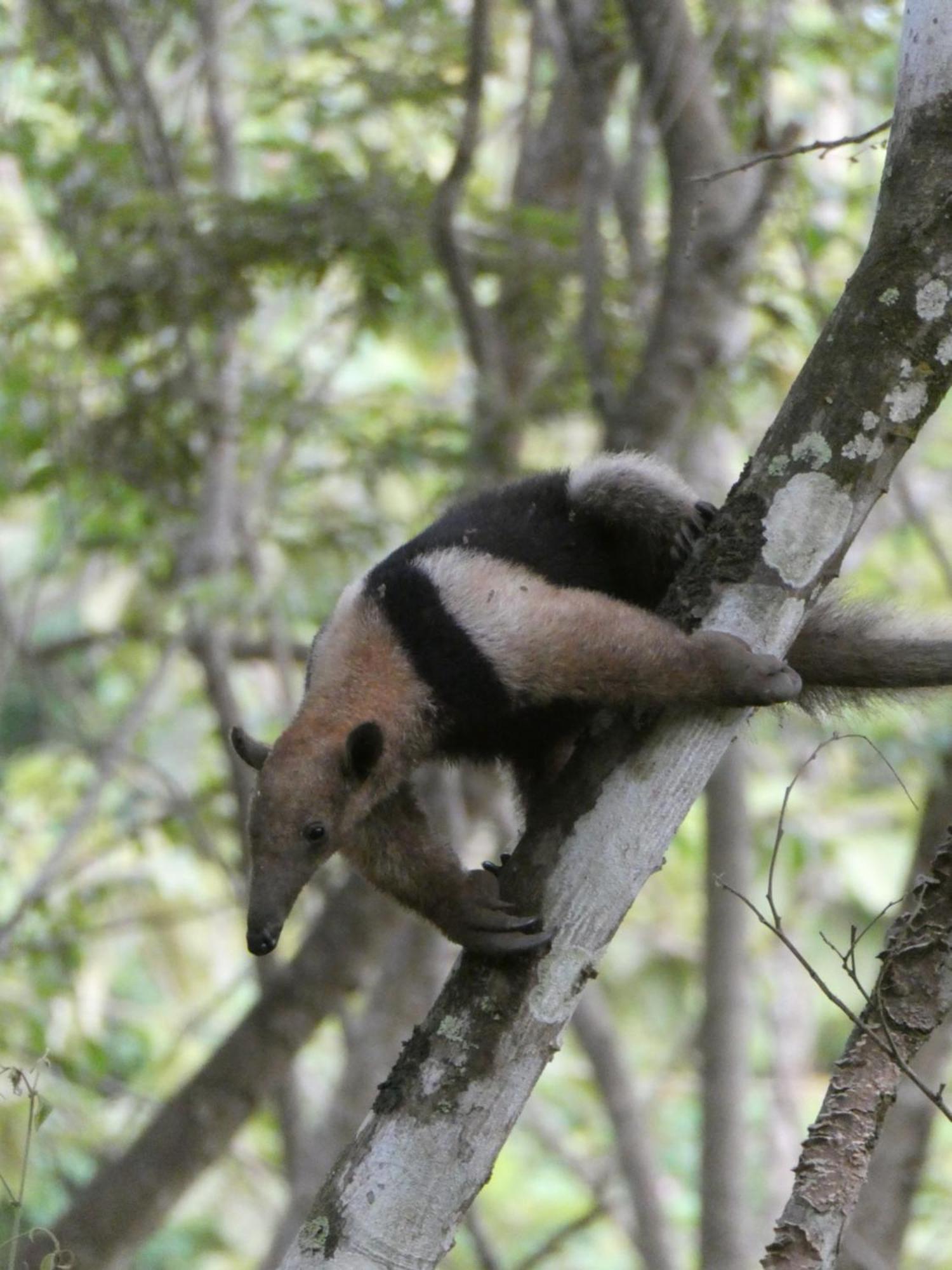 San Francisco de Coyote Alouatta Playa Coyote 호스텔 외부 사진
